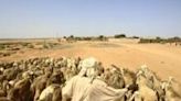 In September, 2016, a man herds his sheep in Abu Shouk camp for internally displaced people near North Darfur's state capital El-Fasher -- eyewitnesses report fighting 'is now inside' the camp