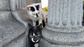 Kittens and their mom rescued from St. Paul cemetery