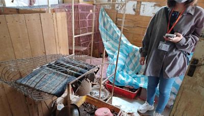 寵物店歇業移地「貓屍長蛆」 飼養環境如煉獄動保處出手了