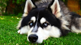 Teens Sneak Husky with Them on Night Out Because He’s a Known ‘Snitch'