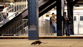 Life-threatening rat pee infections reach record levels in NYC