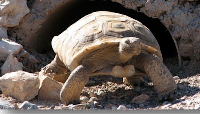 FIRST ON FOX5: Mojave Max emerges from burrow