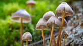 Psychedelics may ease cancer patients’ depression and anxiety better than prescription drugs
