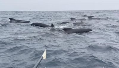 More than 1,000 whales escort man rowing solo across the Atlantic