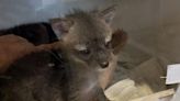 Kittens or kits? Arizona resident mistakes foxes for cats, 'kit-naps' them