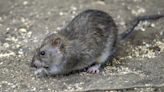 Human infections from rat urine increasing in New York City