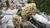 Bag a turkey and some morel mushrooms when hunting this spring