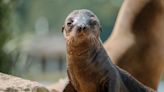 Second seal pup born at Longleat