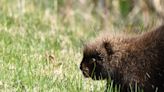 Calgary dog owners urged to avoid prickly problems and watch out for porcupines