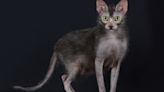 Unusual 'Werewolf Cat' Resembles Giant Rat and People Are Baffled