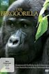 Mountain Gorilla