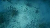 Dragado de PortMiami mató 80 veces más corales de lo previsto