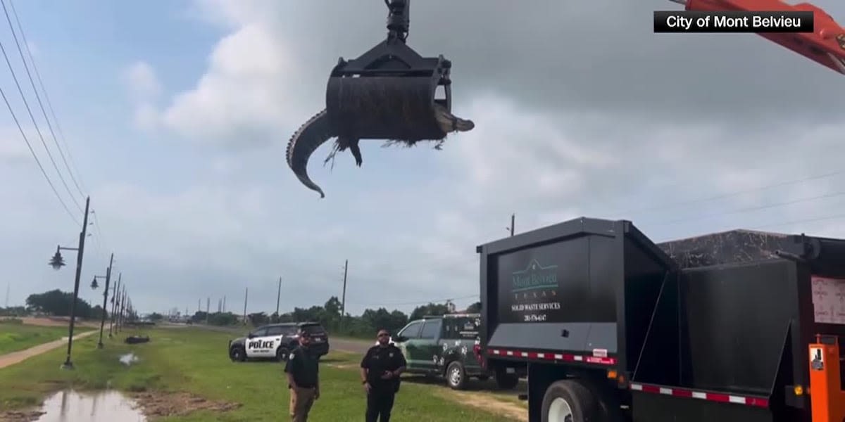 City uses grapple truck to remove 12-foot alligator