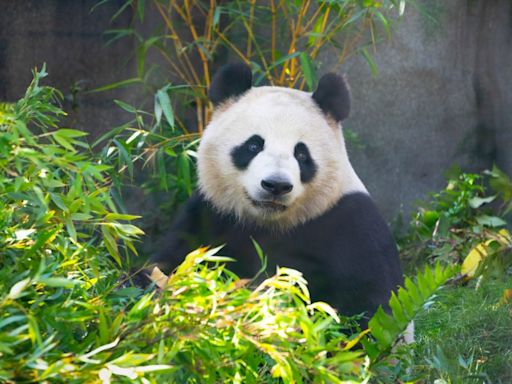 Giant pandas return to California for the first time since 2019