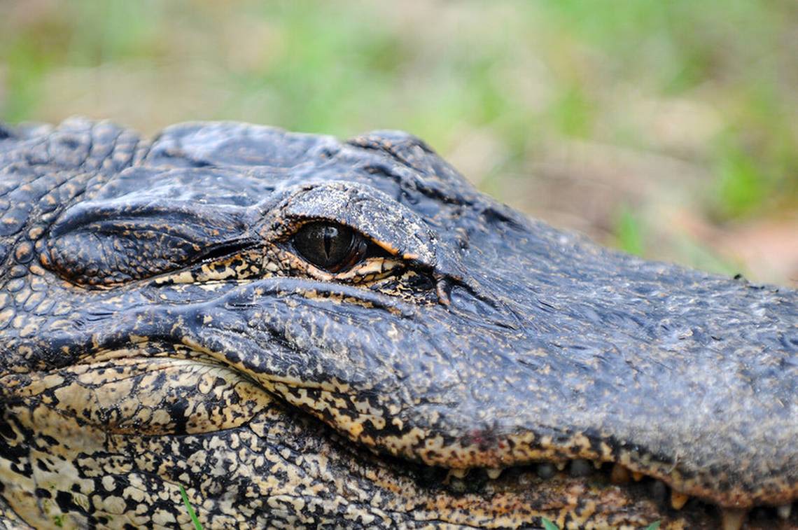 Alligator found on dark road north of Charlotte, far from its known range, NC cops say