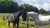 Military horses that bolted through London to Troop the Colour in remarkable return to duty, regiment says