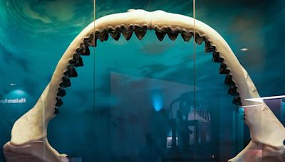 Teeth on the beach: Search for megalodon teeth in South Carolina on Memorial Day weekend