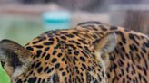 Stella, a 19-year-old jaguar at the Milwaukee County Zoo, dies with age-related issues