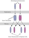 Sister chromatids