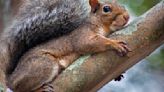 Spring squirrel season opens May 4