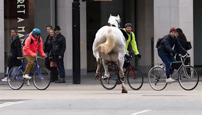 A white horse on the loose bolts through the streets of London near Aldwych, Wednesday April 24, 2024. (Jordan Pettitt/PA via AP)