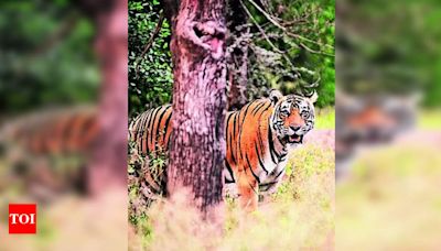 State Govt Buys Time On Sc’s Directions On Sariska Reserve | Jaipur News - Times of India