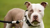 XL bully dogs 'facing a death sentence' when ban comes into effect, animal charity warns