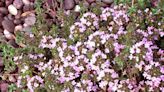 How to Plant and Grow Creeping Thyme