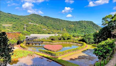 北市週六好天氣 賞波斯菊、鐵砲百合