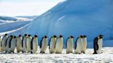 New Colonies of Emperor Penguin Discovered Thanks to Bird Poop Seen from Outer Space
