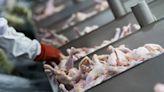 South Africa to Keep Anti-Dumping Duties on Chicken Imports From US