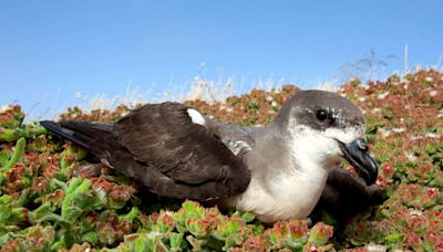 Le pétrel des Desertas, oiseau marin chasseur d’ouragans