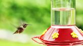 When should you take down hummingbird feeders?