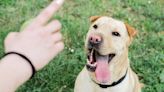 The common dog training mistakes that can lead to bad habits