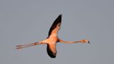 In the pink: Flamingo sightings flying high in odd places as Hurricane Idalia's wrath lingers