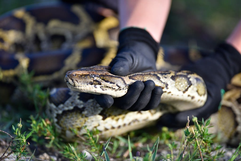 Python hunters must humanely kill snakes: How Florida has cracked down in contests through the years