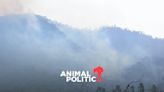 Por incendios forestales, suspenden clases en Acapulco y Chilpancingo, Guerrero