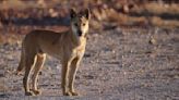 Ancient DNA shows modern dingoes and dog breeds share little ancestry