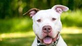 Deaf Pit Bull Named ASPCA Dog of the Year