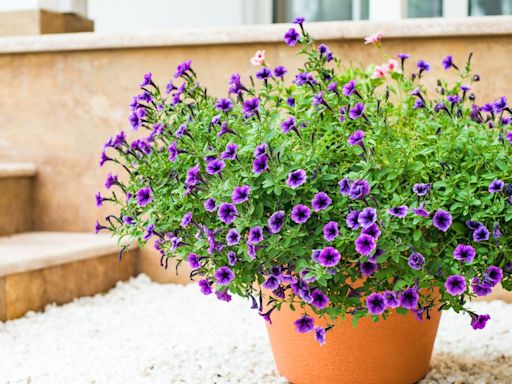 The Best Plants for Your Patio, No Matter How Much Sun It Gets