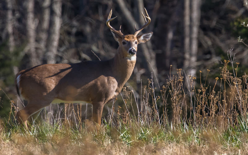 Uncommon disease found in California deer population for the first time