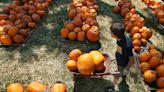 A gourd guide: Where to pick pumpkins in Central Florida