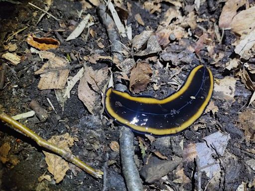 Carnívoro y venenoso: el hallazgo de una extraña especie de gusano sorprende en el parque Lanín