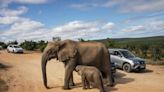 Tourist aus Spanien in Nationalpark in Südafrika von Elefanten getötet
