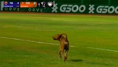 VIDEO: Espontáneo de cuatro patas interrumpe juego entre Tigres y Leones en LMB