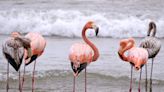 A 'pink wave' of flamingos has spread to Wisconsin, Missouri and Kansas. What's going on?