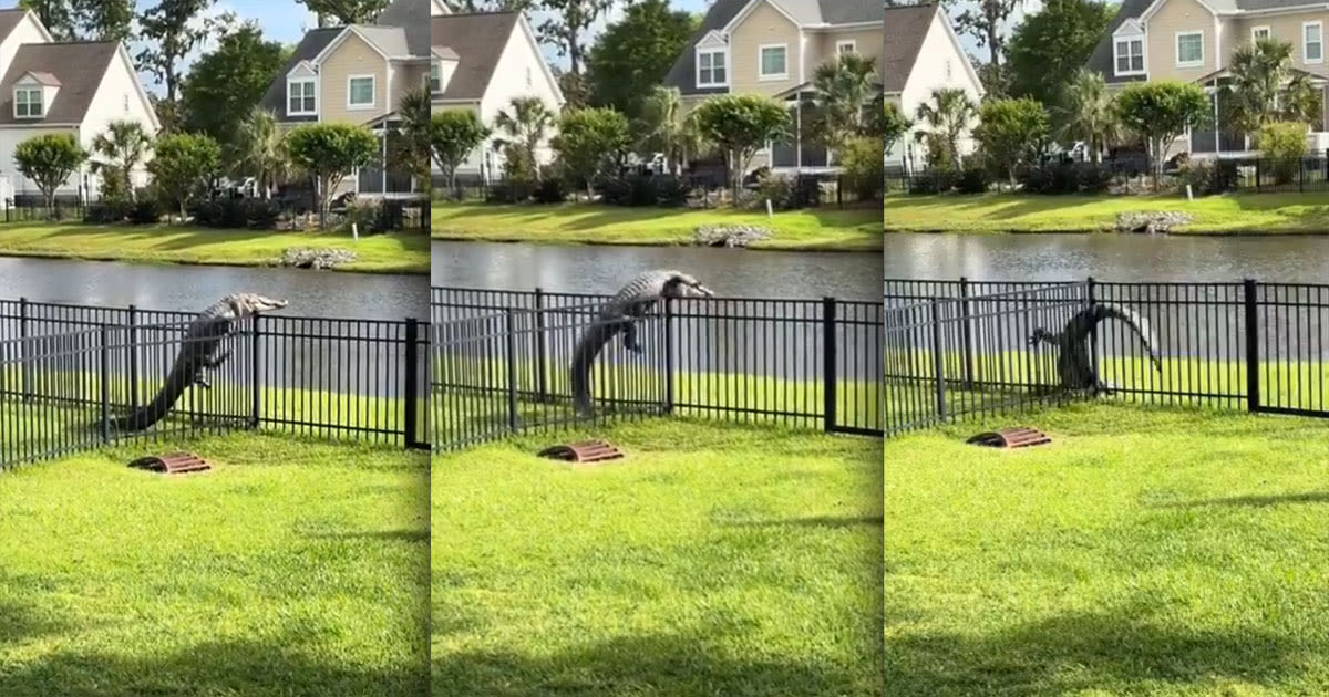 You Haven't Lived Until You've Seen This Alligator Clumsily Try to Climb Over a Fence