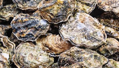 California health officials issue warning about raw oysters from Korea over norovirus