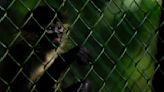 Panama confronts illegal trafficking of animals