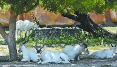 Toman medidas en zoológicos por ola de calor